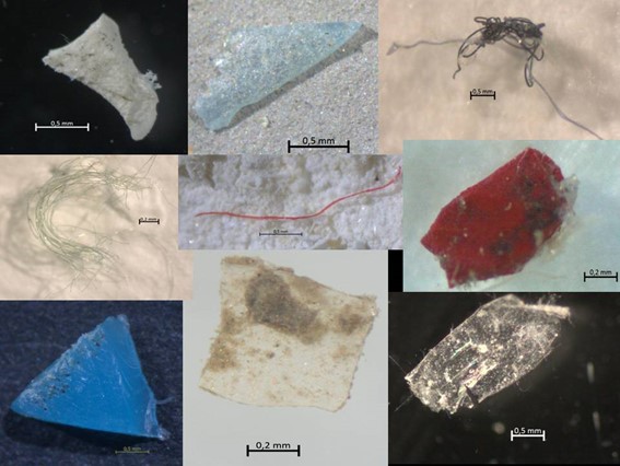 Figure P.9: Photographs of different types of microplastics collected in seawater and sediments in Ría de Vigo (NW Spain). © Instituto Español de Oceanografía (IEO)