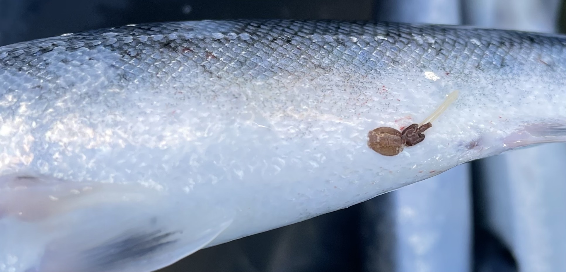 Salmon Lice © Wikimedia