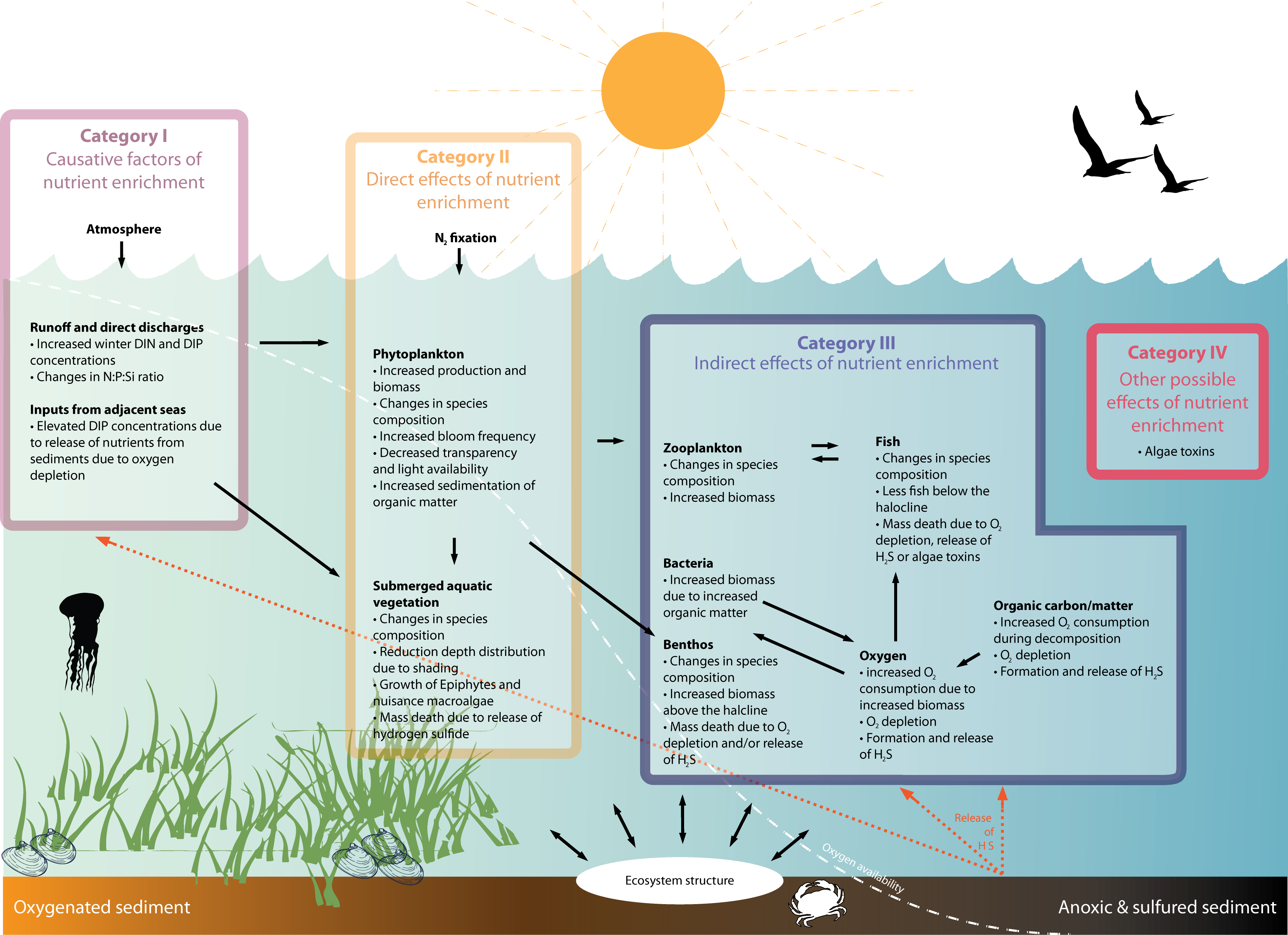 Figure 1: Schematic illustration of issues associated with eutrophication