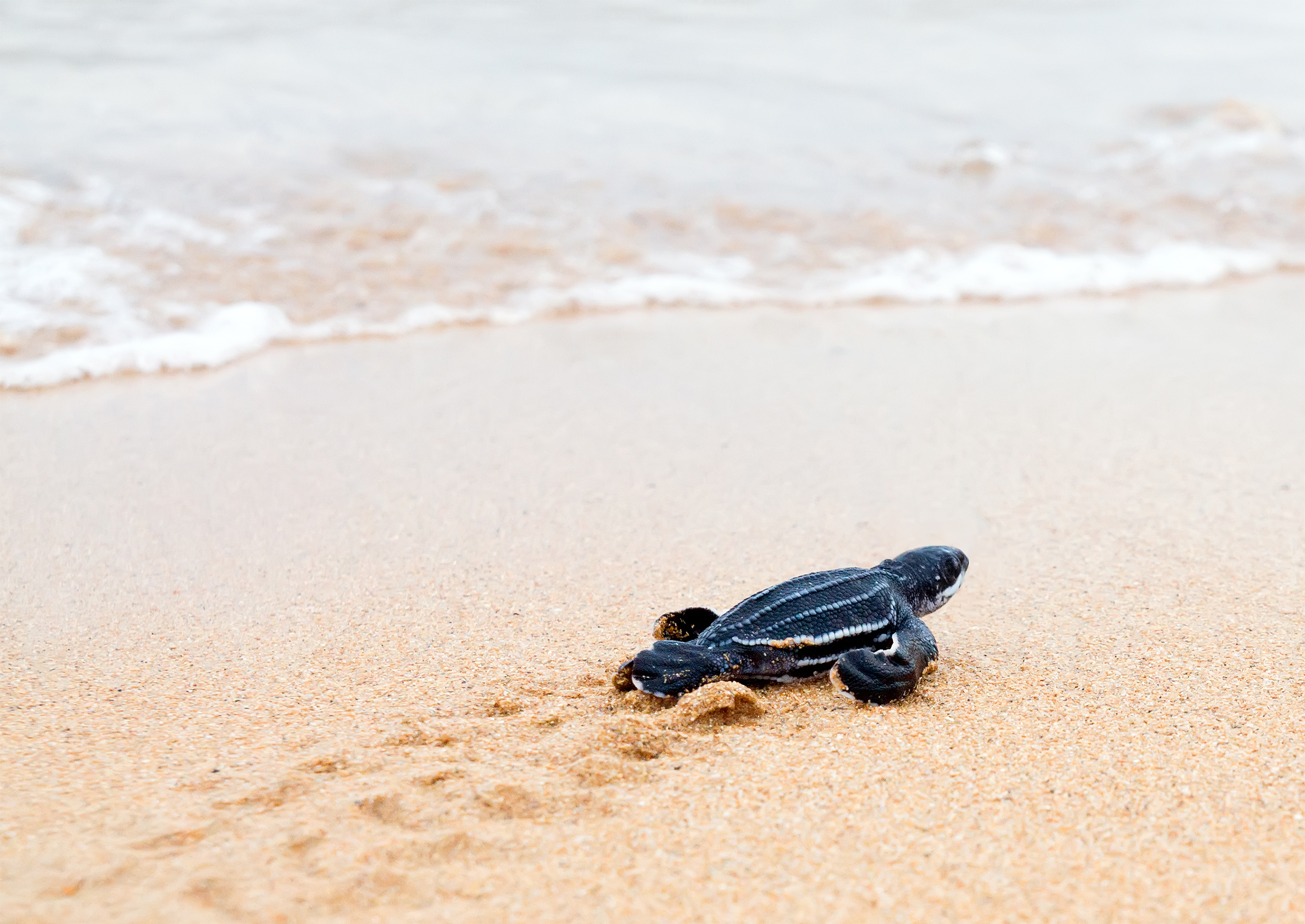 Leatherback turtle © Shutterstock