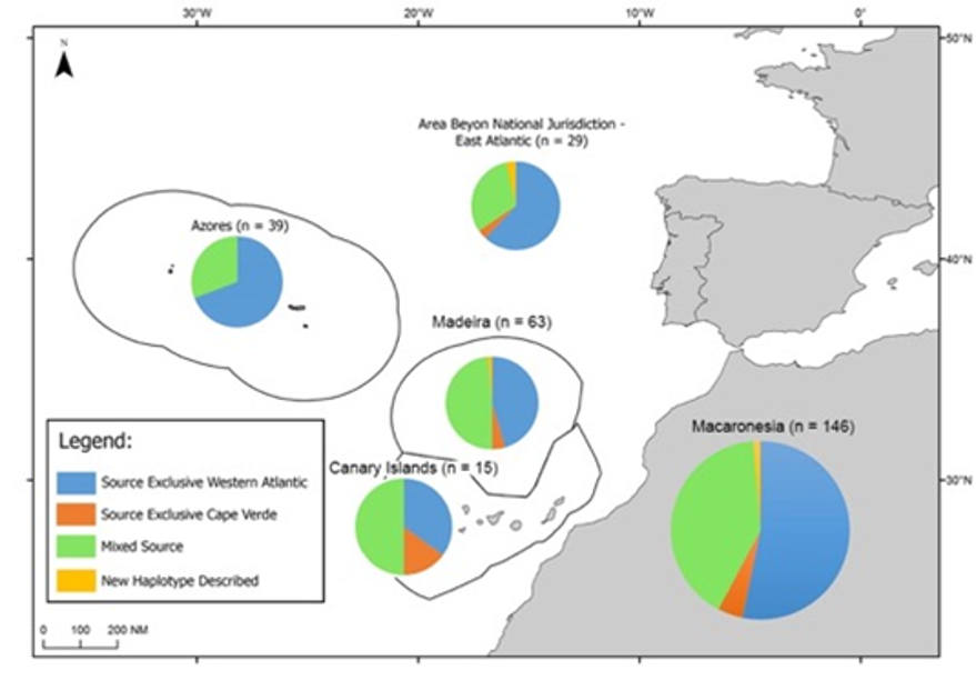 Figure 4: Summary of haplotype frequencies. Two new haplotypes were identified in Areas Beyond National Jurisdiction – East Atlantic and Madeira (MISTIC SEAS II project).