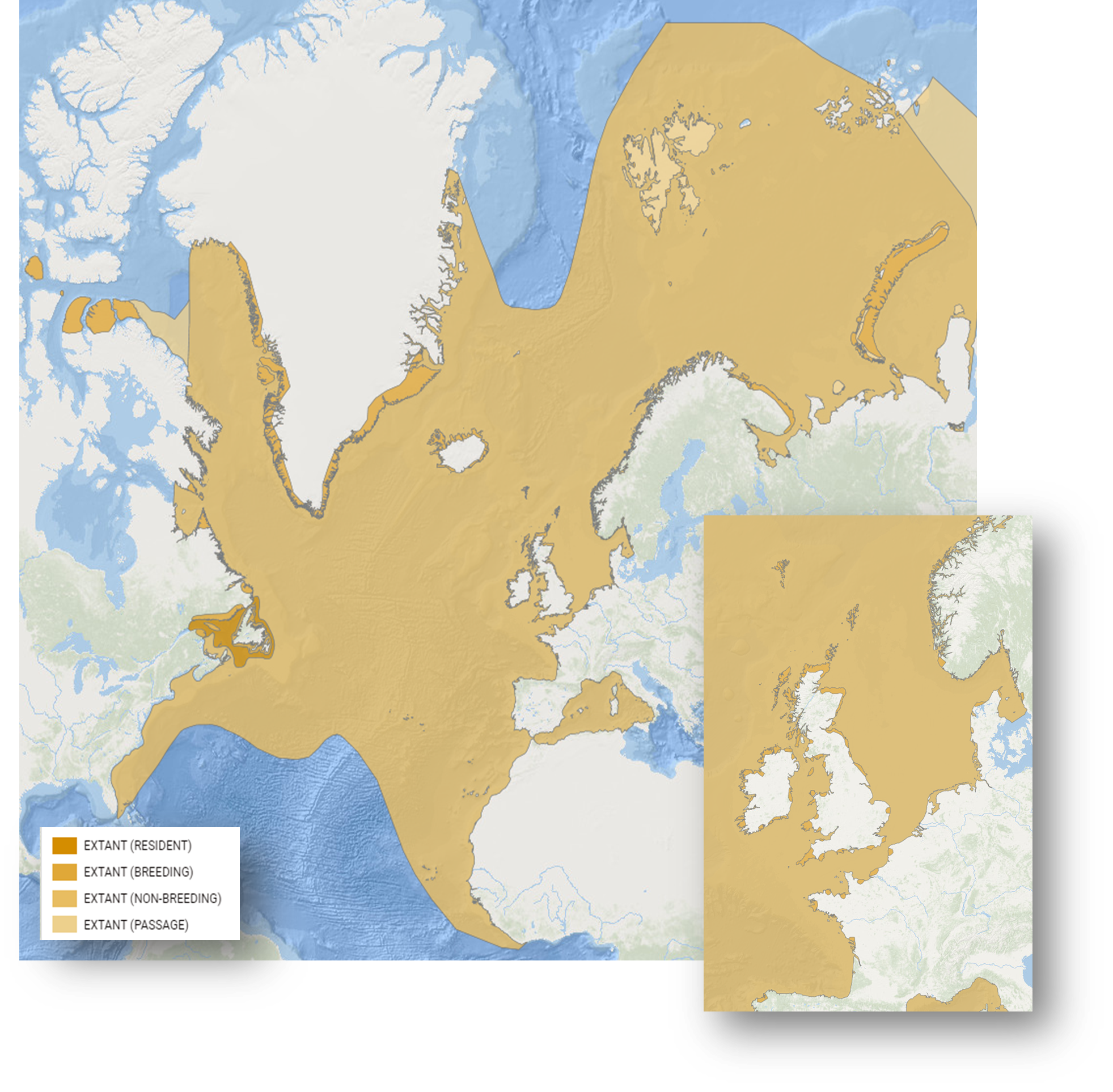 Figure 1: Breeding and non-breeding distribution of Black-legged kittiwake - sub-species R. t. tridactyla (Source: IUCN Red List at https://www.iucnredlist.org/species/22694497/155617539).