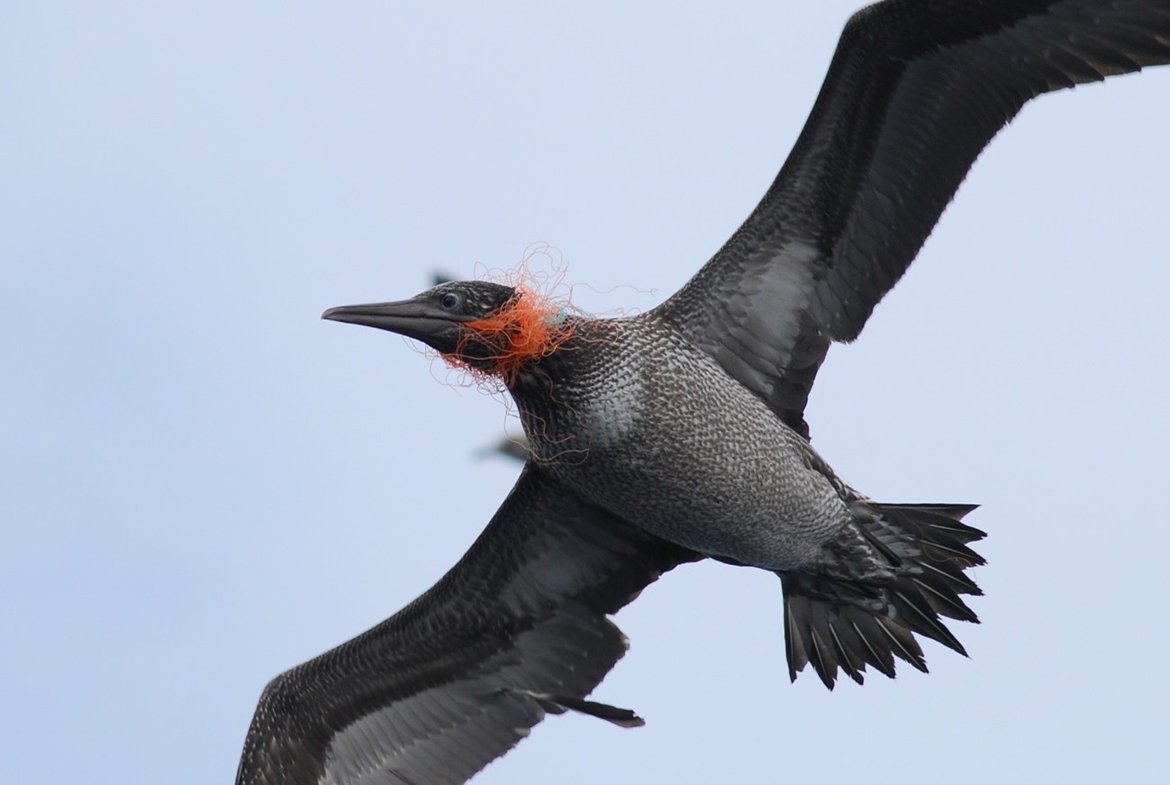 Seabird (Morus Bassanus) entangled in fishing net (NW Spanish coast). © Xulio Valeiras, Instituto Español de Oceanografía (IEO)