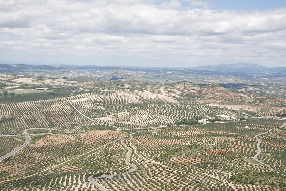 Figure 5.1.9: Olive groves in Luque (Córdoba). (Banco Audiovisual de la Junta de Andalucía CC BY-NC-ND 4.0)