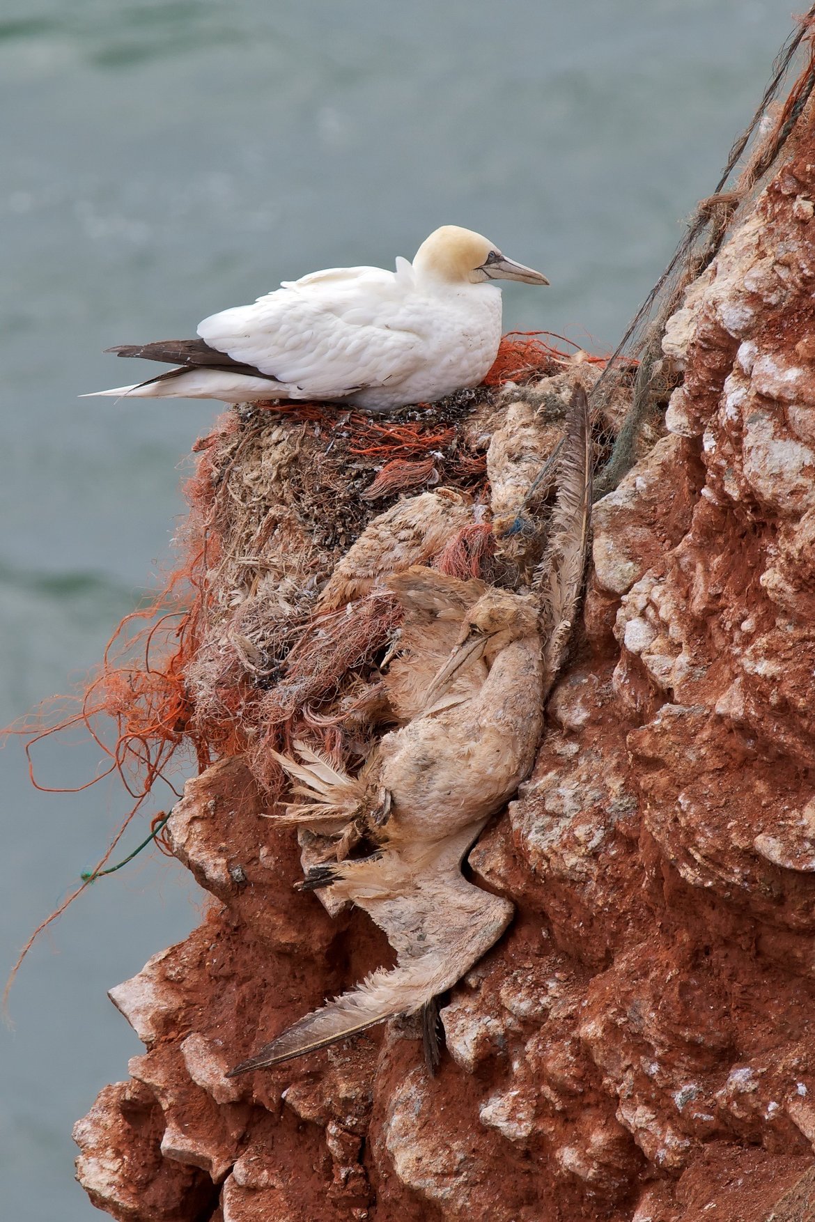 The impacts of macro-litter on marine life are wide-ranging. Wildlife can become entangled in ropes, nets, and straps, leading to injury, impaired movement, or death (©Peter Quint) The impacts of macro-litter on marine life are wide-ranging. Wildlife can become entangled in ropes, nets, and straps, leading to injury, impaired movement, or death (©Peter Quint)