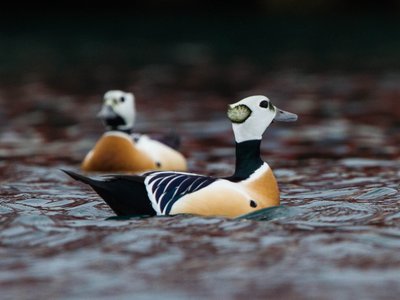 Eider de Steller