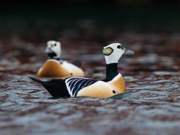 Steller's eider