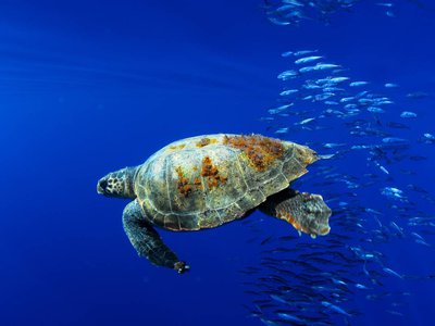 BE8 - Litter ingested by sea turtles