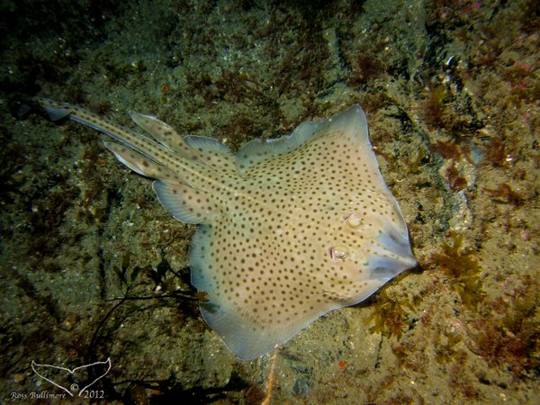 Spotted ray
