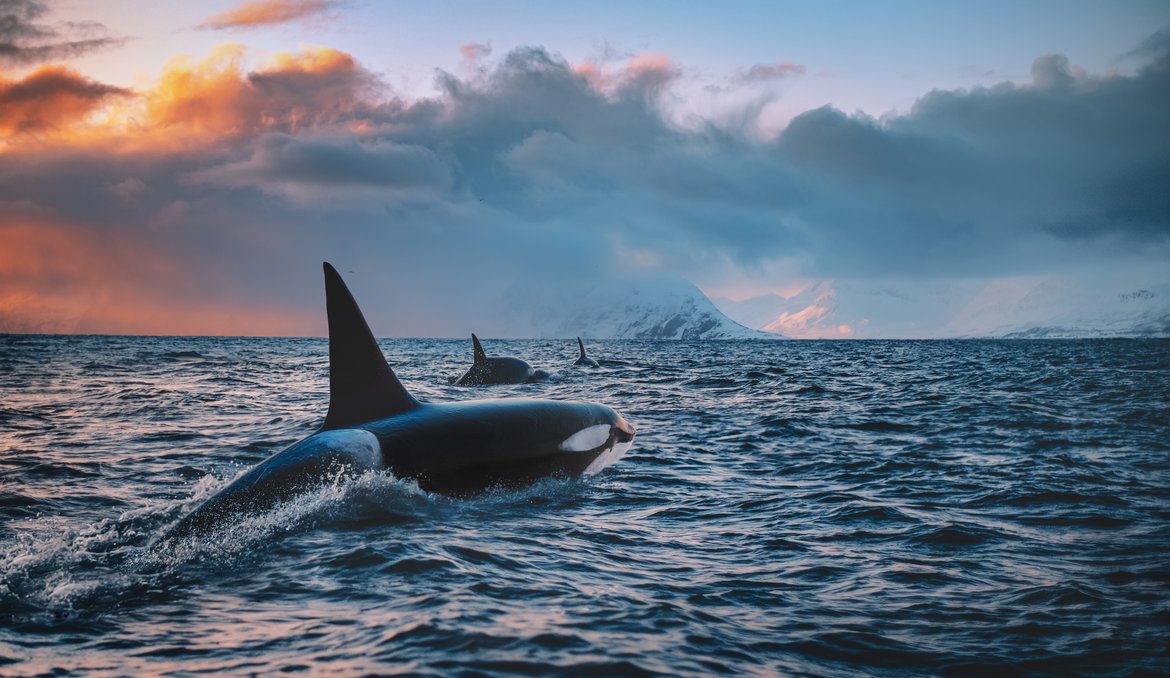 While concentrations of hazardous substances in the environment are declining, the retained concentrations within mammal populations remain very high © Shutterstock