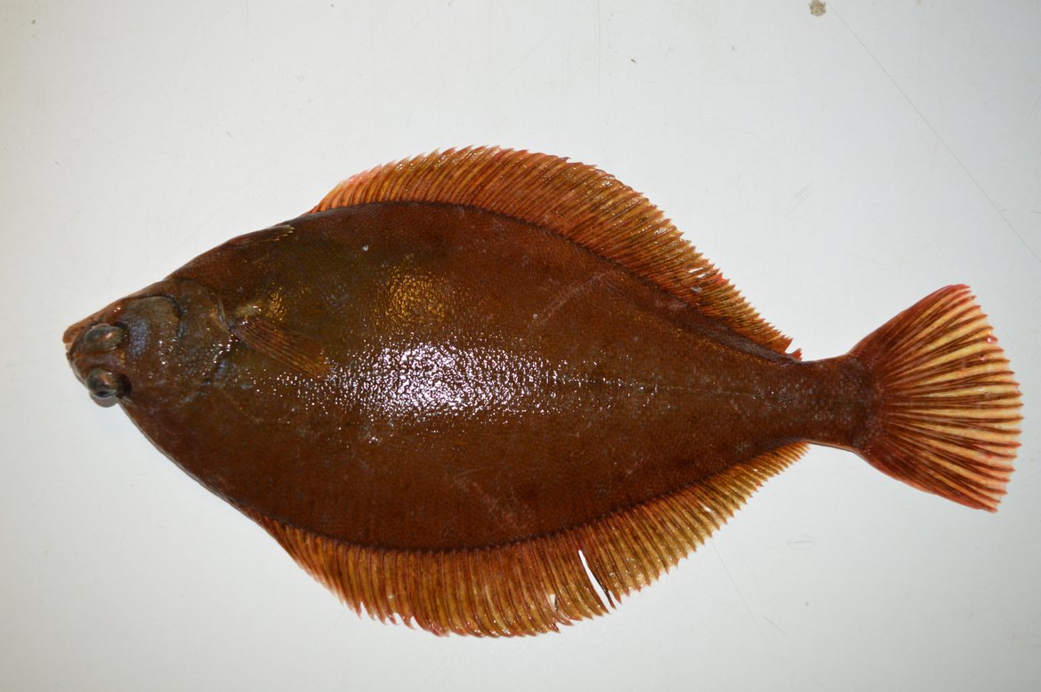 Figure 1 : La limande (Limanda Limanda) est couramment utilisée pour la surveillance des PCB dans le biote © Marine Scotland Science