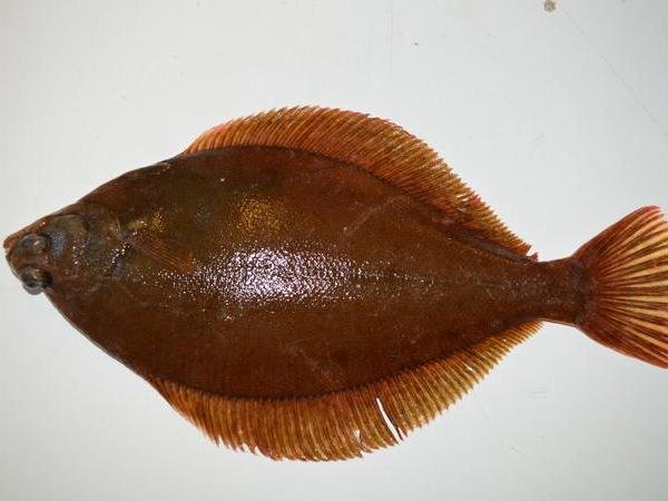 Status and Trends of Polychlorinated Biphenyls (PCB) in Fish, Shellfish and Sediment