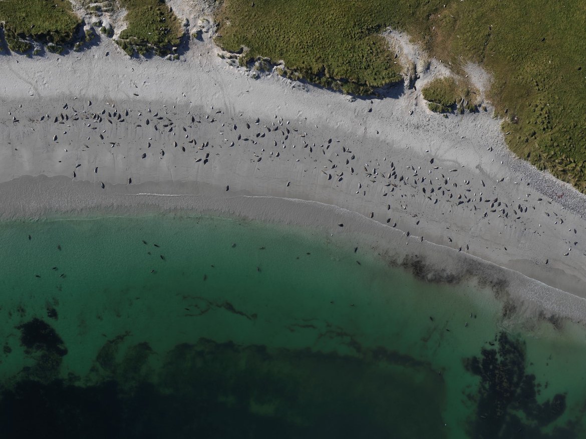 Figure b: Aerial survey image of grey seal colony (courtesy of Sea Mammal Research Unit)