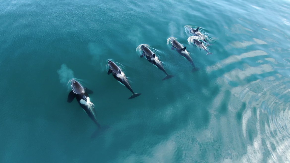 For animals at high trophic levels such as predatory whales, even PCBs, which were mostly banned decades ago, are a real threat to survival. © Shutterstock