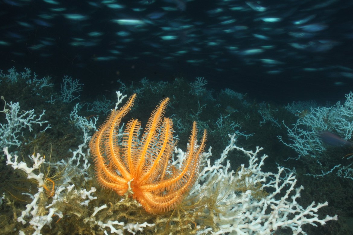 Étoile du panier orange sur le grand récif de Lophelia pertusa © NOAA