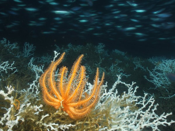 Benthic Habitats Thematic Assessment