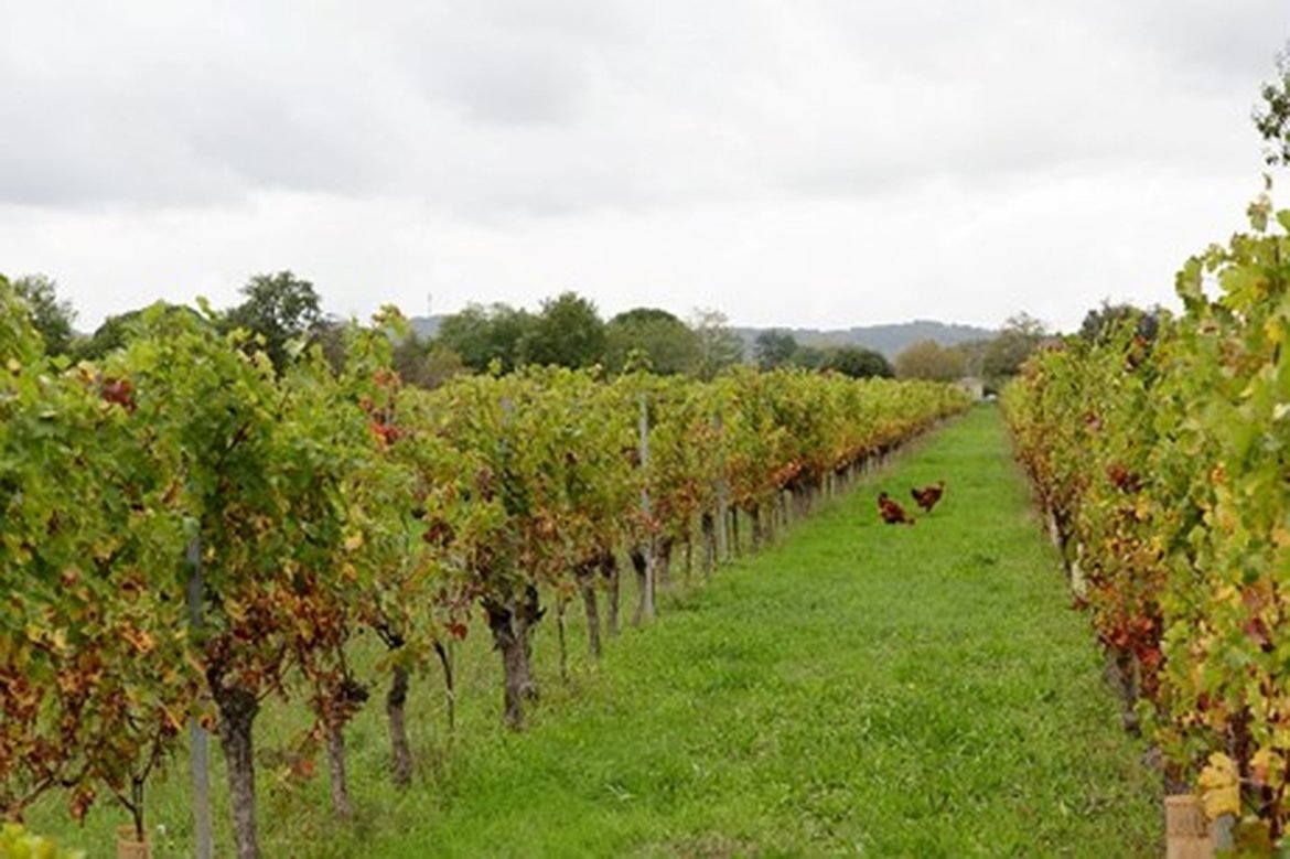 Figure 5.6.7: Vineyard (Château de Monbazillac) Damien Carles / Terra