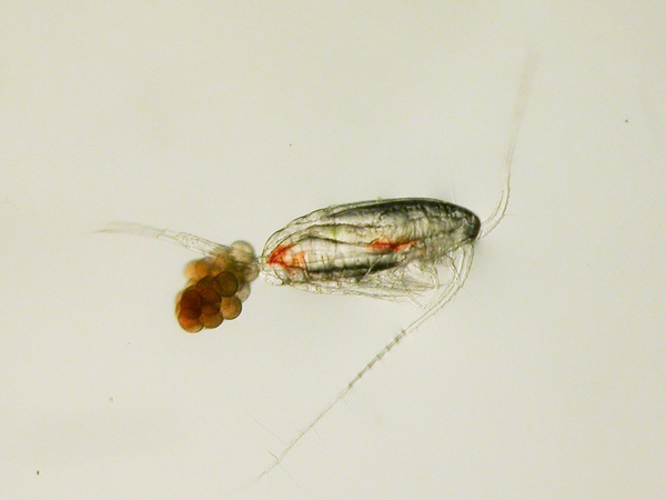 Changes in Plankton Diversity