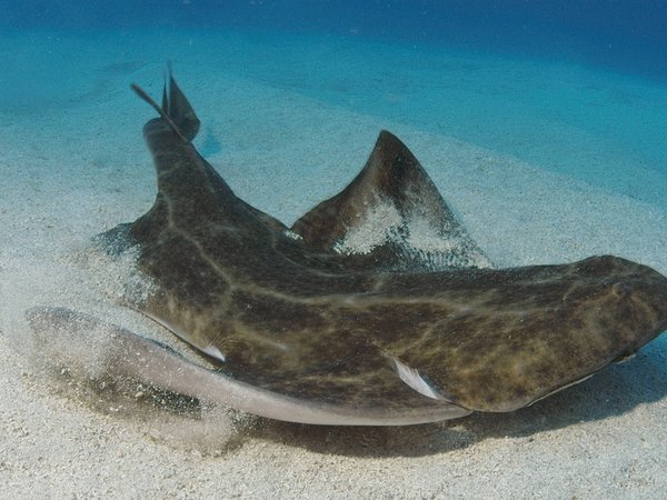 Angel shark