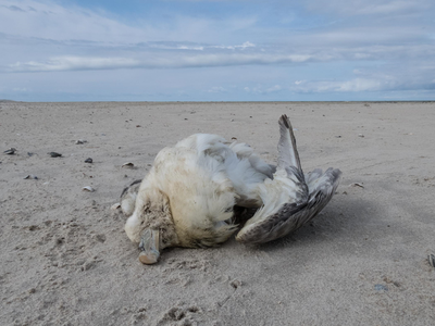 BE3 - Monitoring of plastic particles in stomachs of fulmars