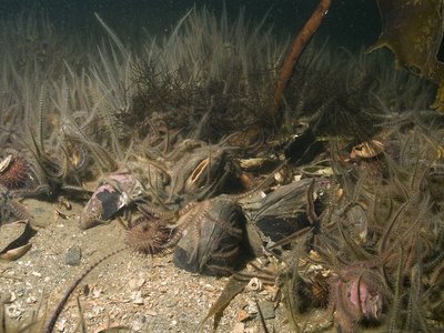 Bancs de Modiolus modiolus