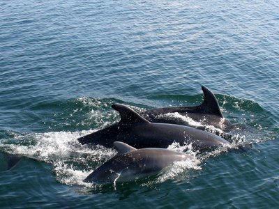 Abundance and Distribution of Coastal Bottlenose Dolphins 