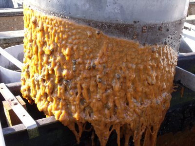  Non-Indigenous Species 