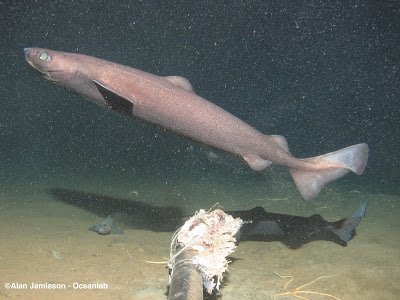 Portuguese dogfish