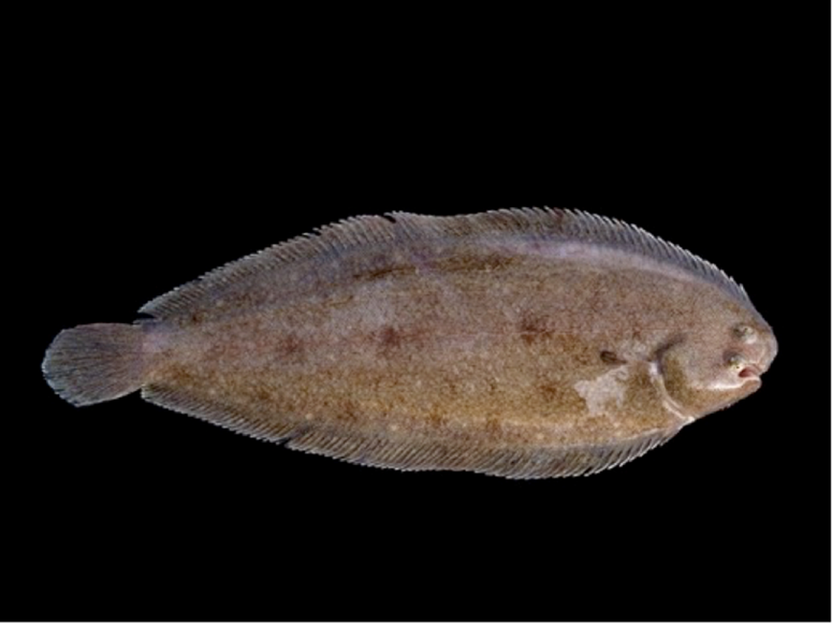 Figure a: Common sole (Solea solea) (© Hans Hillewaert)