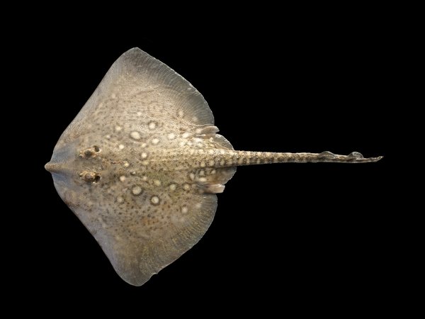 Thornback ray