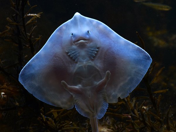 Fish Thematic Assessment