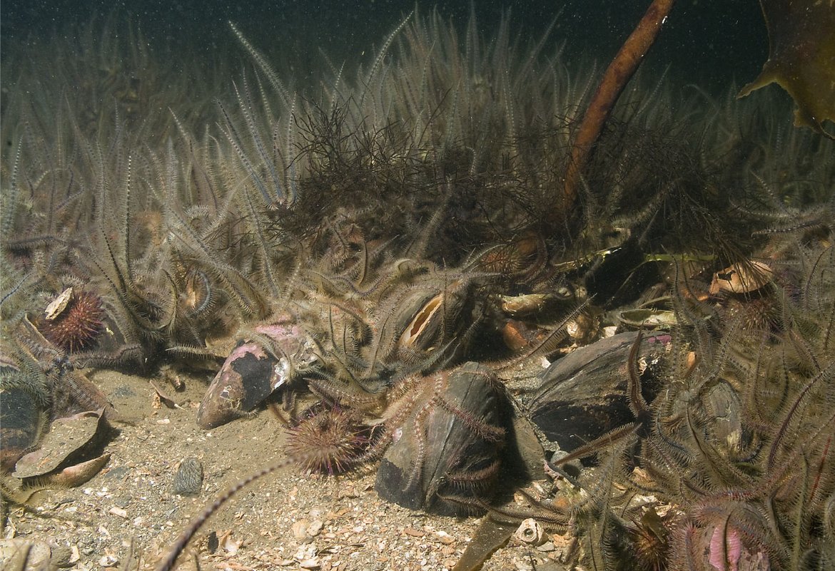 Figure 1: Horse mussel beds (Modiolus modiolus) © Scottish Natural Heritage