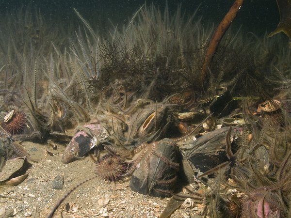 Condition of Benthic Habitat Communities: The Common Conceptual Approach