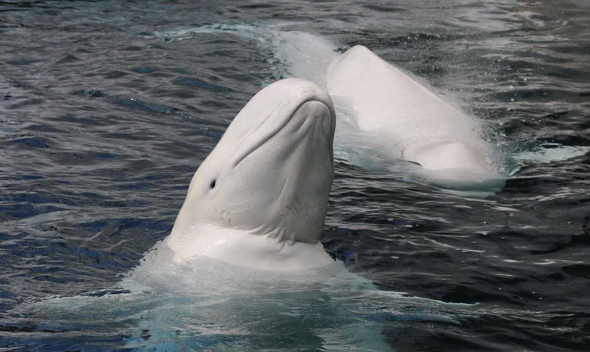 Belugas are small toothed cetaceans © Shutterstock
