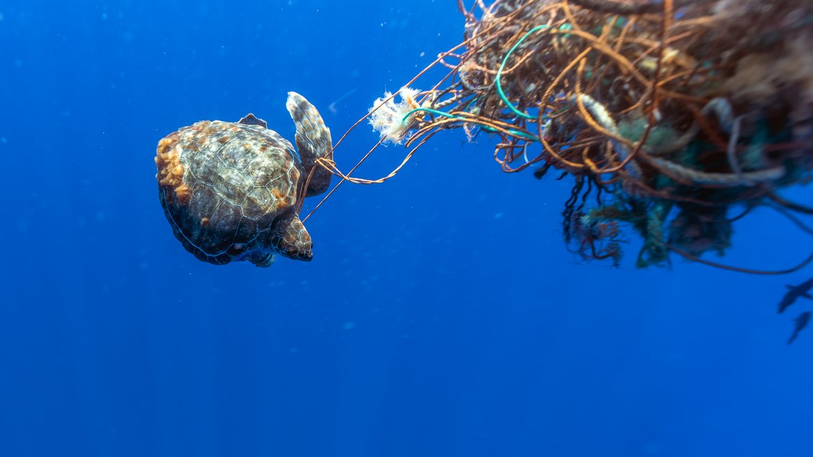 Threats to the Loggerhead Turtle include incidental capture in fisheries © Shutterstock