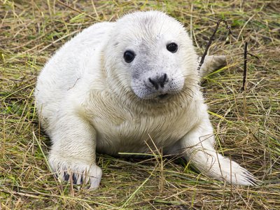 Grey Seal Pup Production
