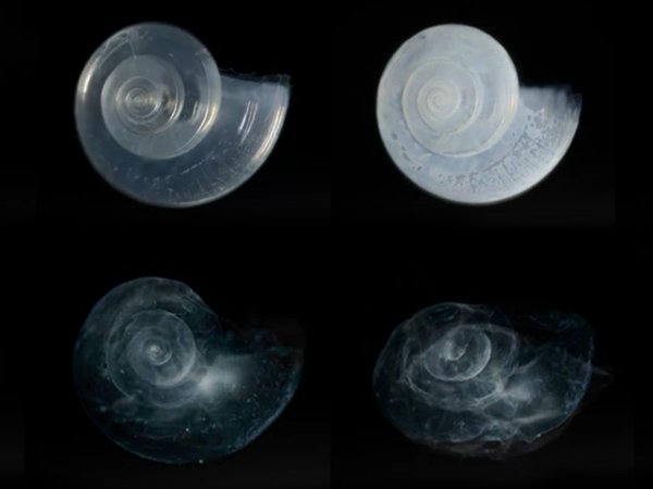 Ocean Acidification