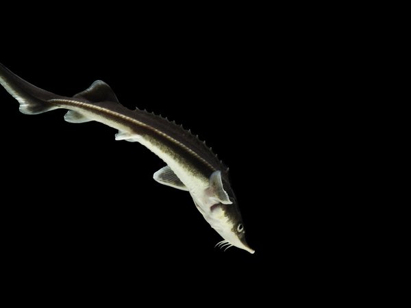 Recovery of Sensitive Fish Species