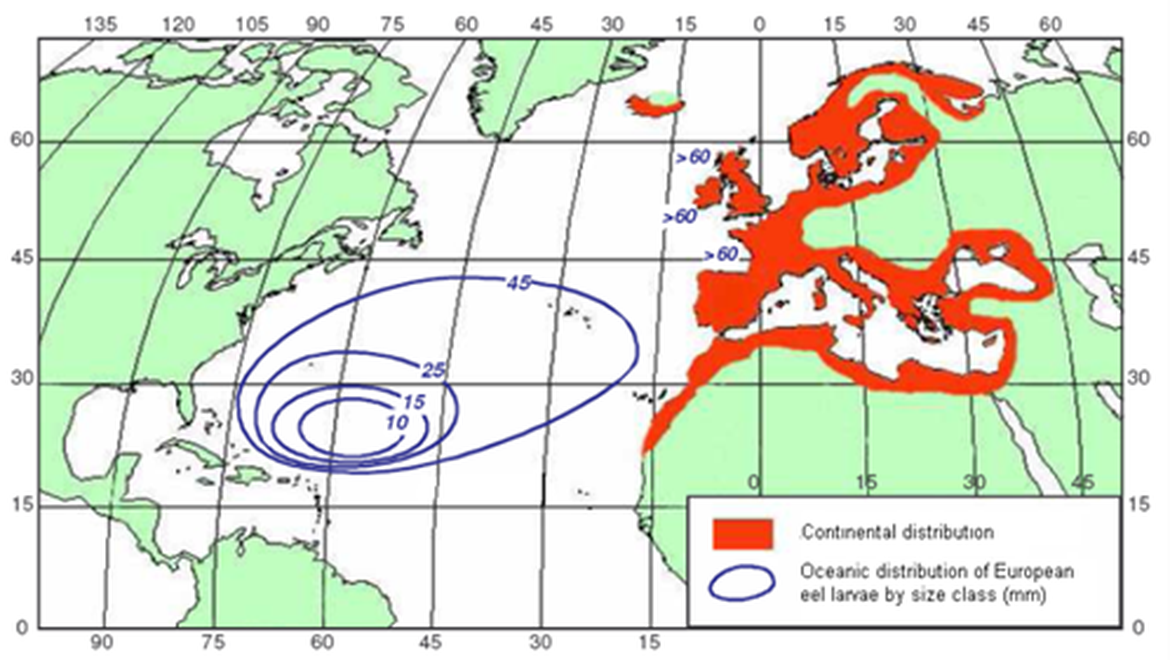 Figure 1: Distribution area for A. anguilla, adapted from Adam (1997).