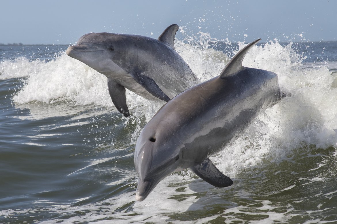 Bottlenose dolphins are small toothed cetaceans © Shutterstock