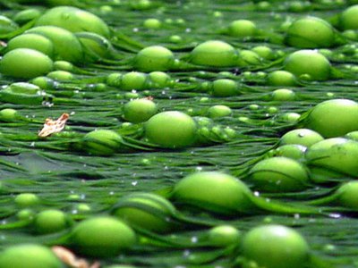 Pressures from Human Activities