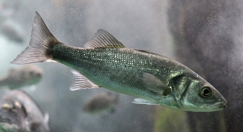 Figure b: European seabass (Dicentrarchus labrax). © Citron