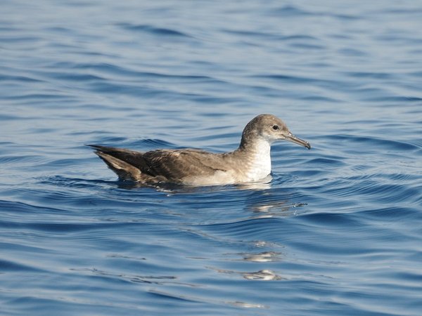 Balearic shearwater