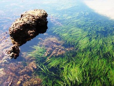 Herbiers de Cymodoce