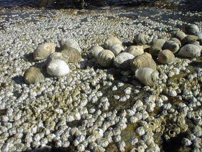 Status and Trends in the Levels of Imposex in Marine Gastropods (TBT in Shellfish)