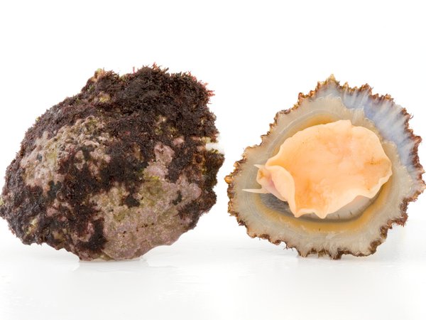 Azorean Limpet