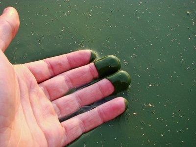 Intersessional Correspondence Group on Eutrophication