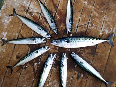 Poissons et réseaux trophiques