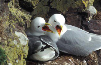 BB4 - Marine bird abundance (B1)