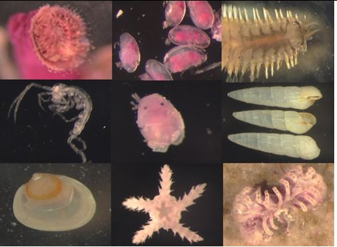 Figure 1: Some marine benthic invertebrates (© Laurent Guérin)